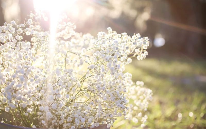 Hoa bi trắng trong nắng