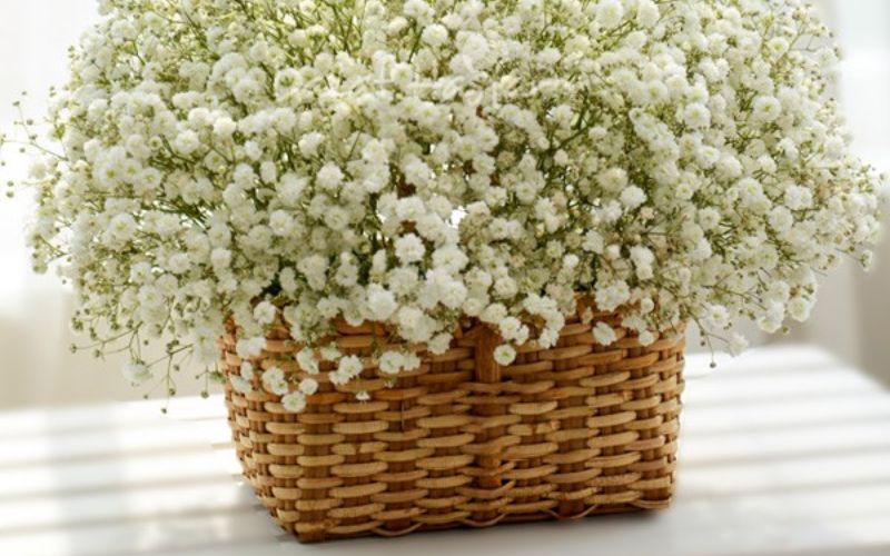 Giỏ hoa bi trắng
