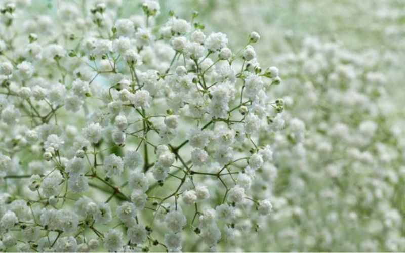 Khóm hoa bi trắng nở rộ