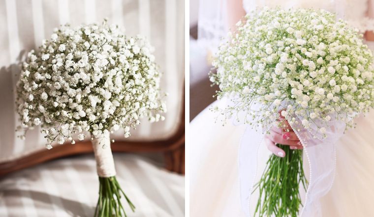 Ý nghĩa, cách trồng và chăm sóc hoa bi trắng tại nhà