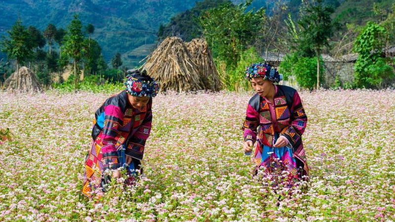 Lưu ý khi chăm sóc hoa kiều mạch