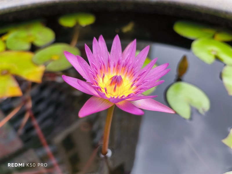 Ảnh chụp từ camera chính của Redmi K50 Pro trong điều kiện đủ sáng.