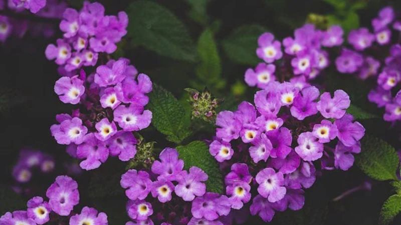 Hoa ngũ sắc tím có ý nghĩa gì? Cách trồng tại nhà