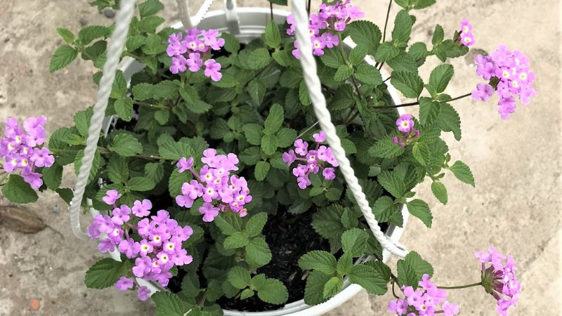 Hoa ngũ sắc tím có thể tự trồng và chăm sóc tại nhà