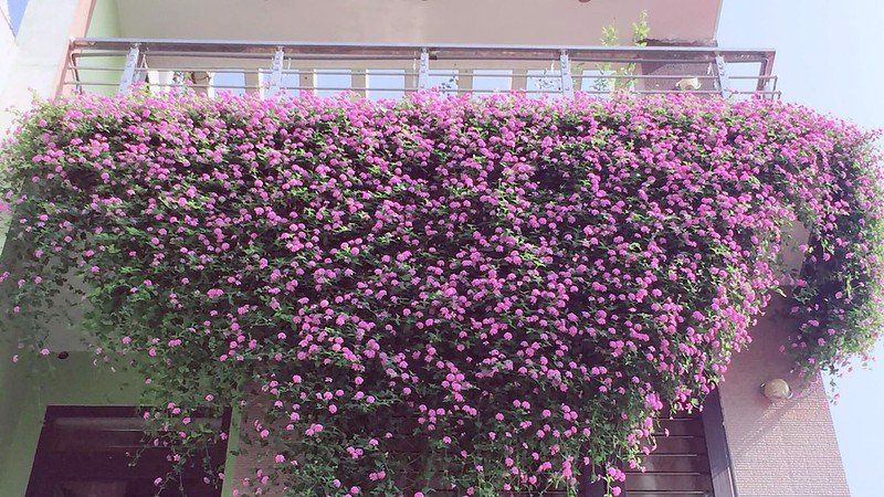 Hoa ngũ sắc tím có thể leo, bám trên tường 