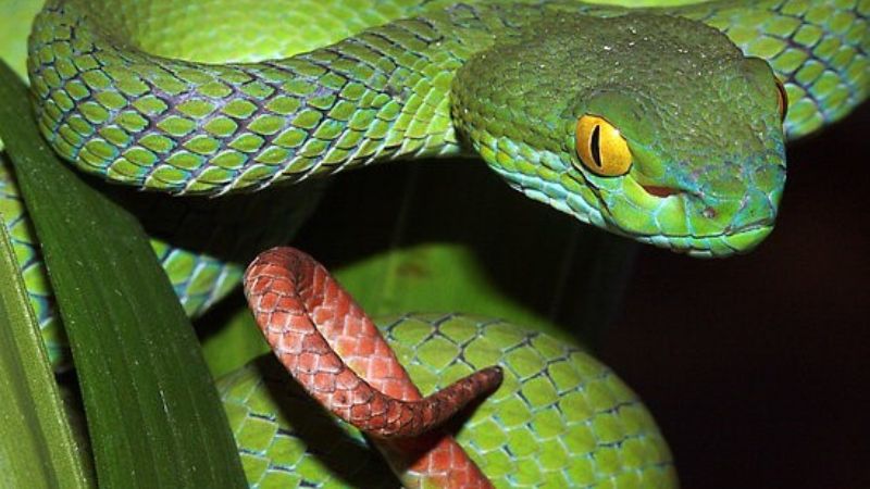 Tìm hiểu về rắn lục đuôi đỏ