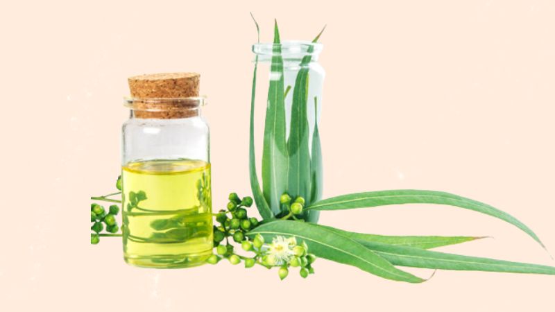 Cách làm tinh dầu bạch đàn