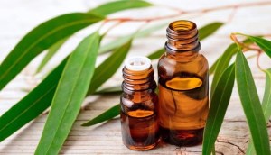 Tự làm tinh dầu bạch đàn, vừa làm thơm phòng vừa đuổi muỗi hiệu quả