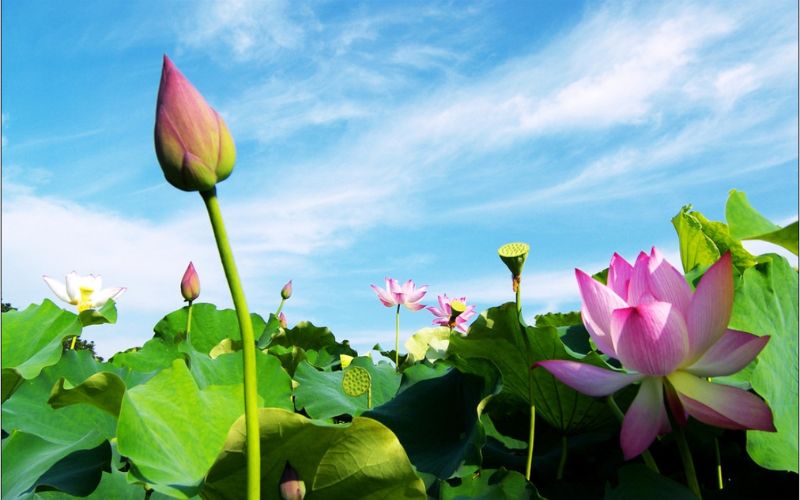 Sự tích hoa Sen và Bướm