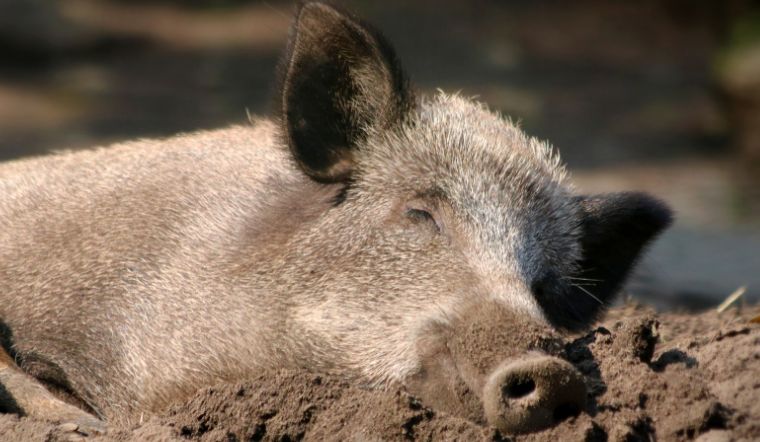 Giá heo hơi hôm nay 8/8/2022: Giảm rải rác ở hai miền Bắc - Nam