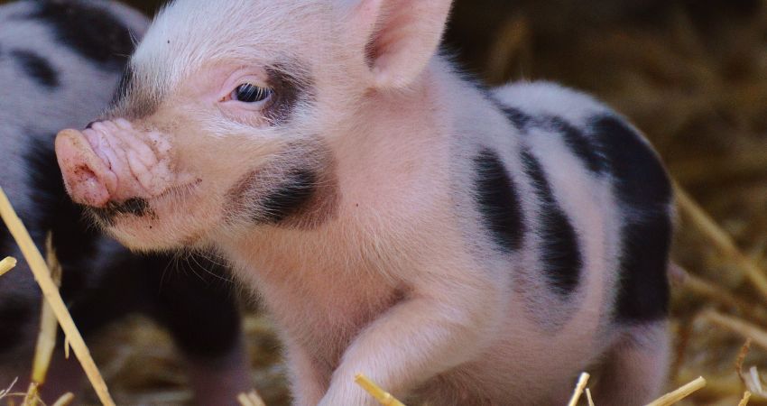 Giá heo hơi hôm nay 8/8 tại miền Bắc