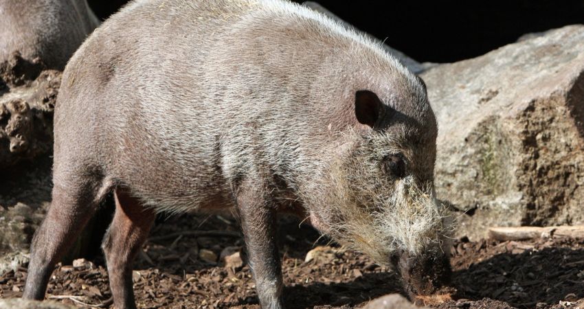 Giá heo hơi hôm nay 8/8 tại miền Trung, Tây Nguyên