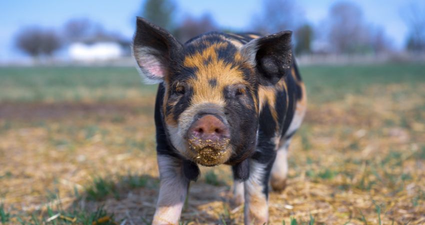 Giá heo hơi hôm nay 8/8 tại miền Nam