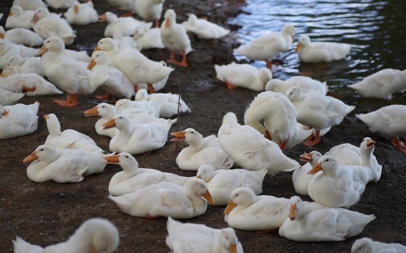 Giá vịt hôm nay 08/08 Giá vịt hôm nay 08/08