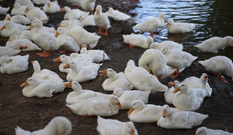 Giá gia cầm hôm nay 08/08/2022: Ổn định ngày đầu tuần