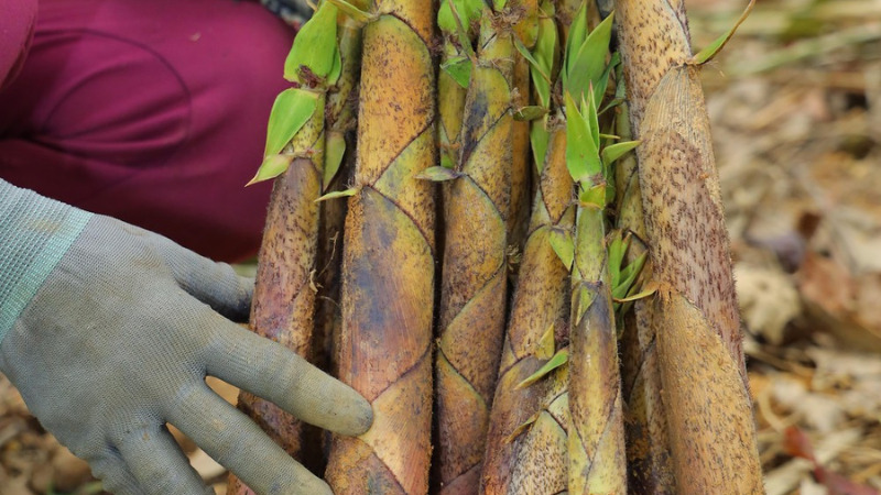 Bitter bamboo shoots often grow naturally and do not need to be cared for and cultivated