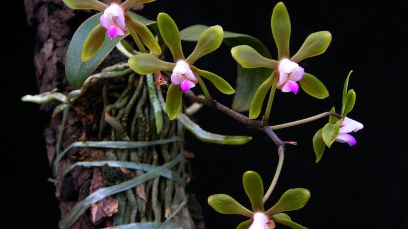 Phalaenopsis braceana tuyệt đẹp
