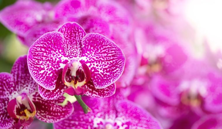 Hoa hồ điệp rừng: Ý nghĩa, hình ảnh, cách trồng, chăm sóc tại nhà Hoa Hồ Điệp Rừng: Ý Nghĩa, Hình Ảnh, Cách Trồng, Chăm Sóc Tại Nhà