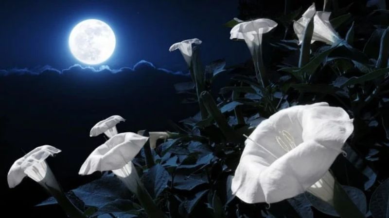 Hoa trăng trang trí sân vườn vào buổi tối