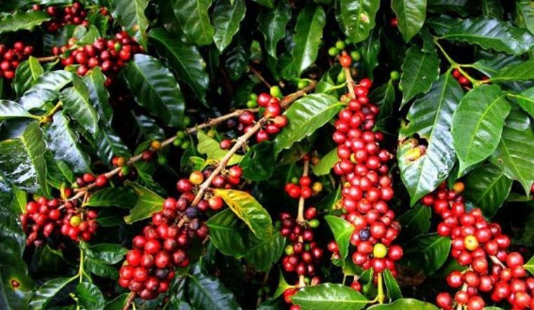 Giá cà phê hôm nay 09/08/2022: Giá trong nước và thế giới đồng loạt tăng