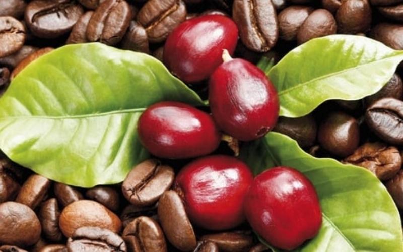 Giá cà phê trong nước hôm nay