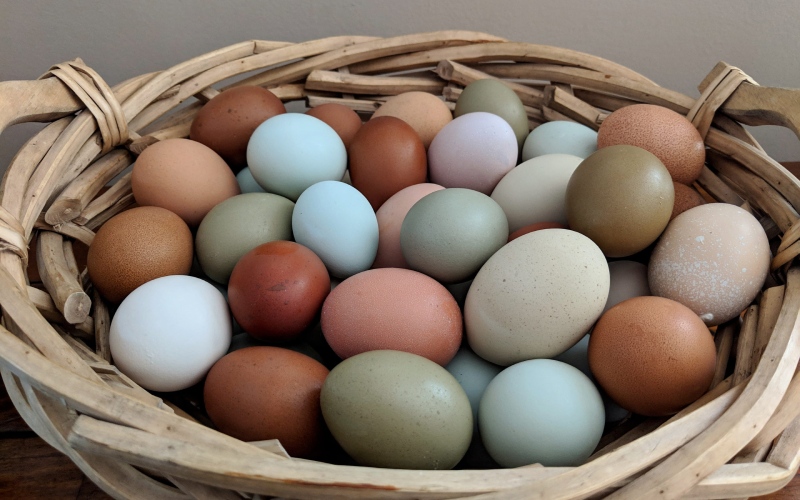 Giá trứng gà hôm nay 09/08 Giá trứng gà hôm nay 09/08