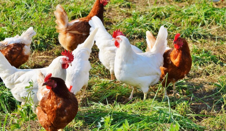 Giá gia cầm hôm nay 09/08/2022: Tiếp tục chững giá