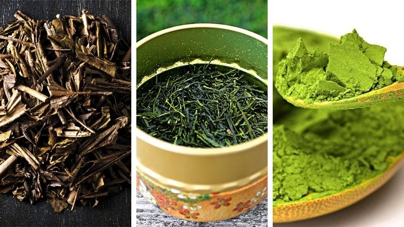 Hojicha, Sencha và Matcha có gì khác nhau?