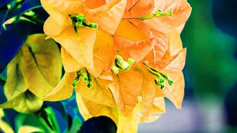 Ý nghĩa hoa giấy màu vàng là gì? Cách trồng hoa nở đẹp đơn giản