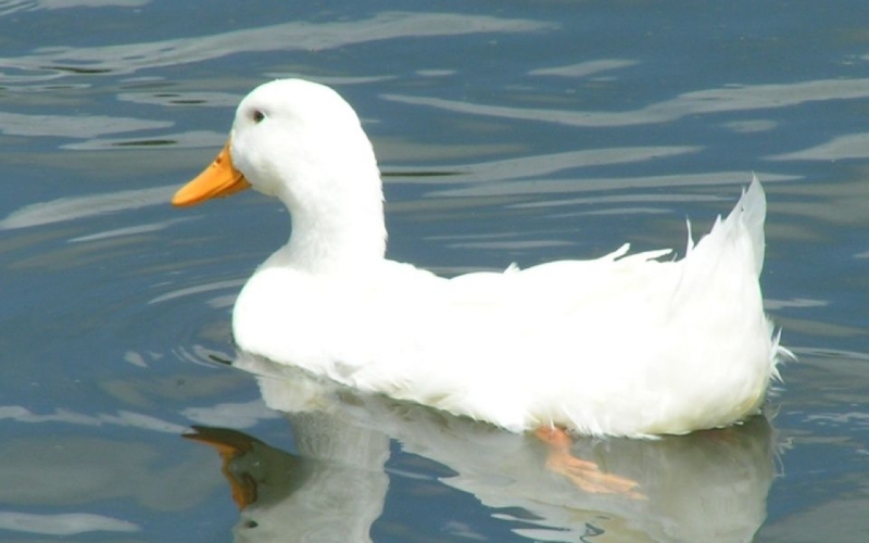 Giá vịt hôm nay 10/08