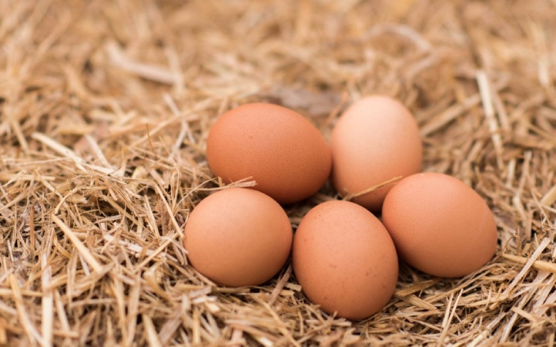 Giá trứng gà hôm nay 10/08