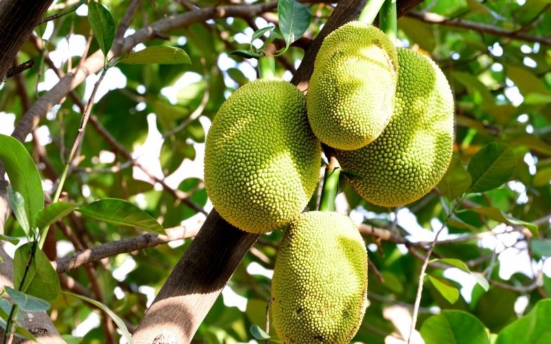 Giá mít Thái hôm nay 10/08/2022