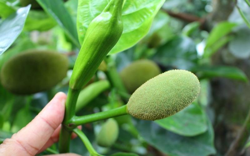 Cách phun thuốc dưỡng cho bông mít to mập