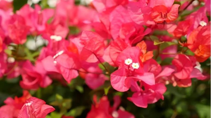 Ý nghĩa và cách trồng hoa giấy đỏ chi tiết tại nhà