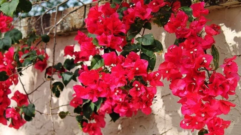 Ý nghĩa và cách trồng hoa giấy đỏ chi tiết tại nhà