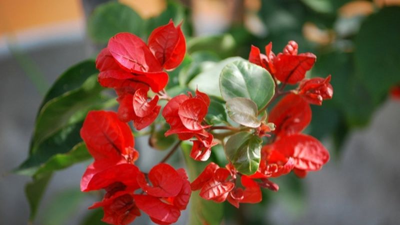 Đặc điểm cây hoa giấy đỏ