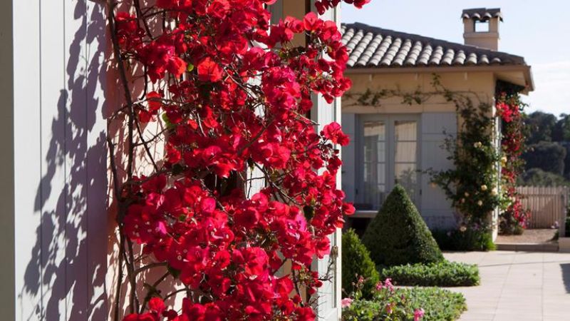 Hoa giấy đỏ trang trí cho căn nhà và khu vườn rực rỡ