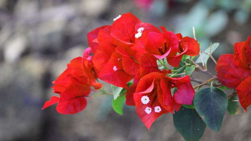 Hoa giấy đỏ rực rỡ đầy sức sống