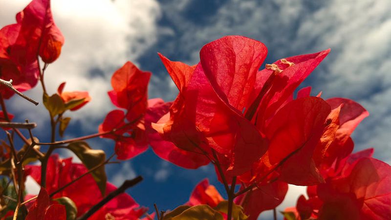 Hoa giấy đỏ thể hiện sự bền vững, kiên cường