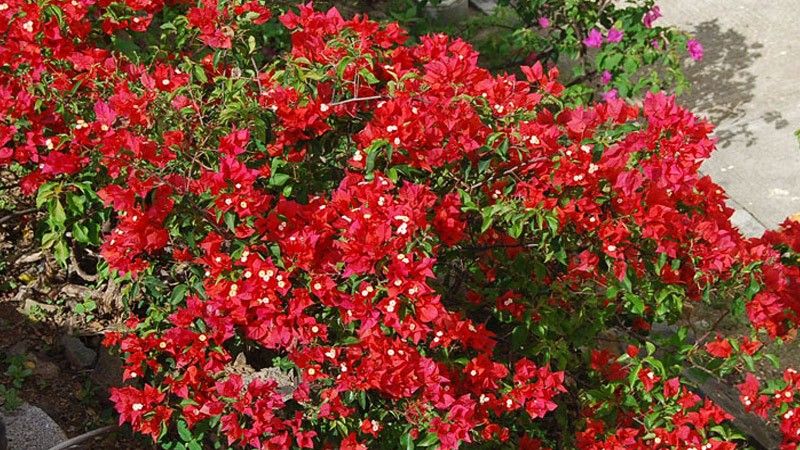 Hoa giấy đỏ sẽ khiến khu vườn của bạn thêm lộng lẫy
