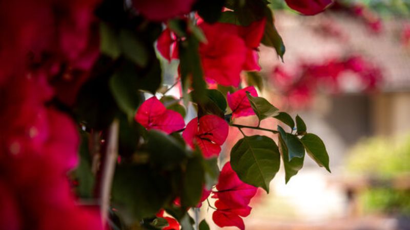 Hoa giấy đỏ mang đến may mắn và sức sống mới cho căn nhà