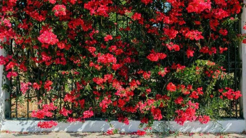 Hoa giấy đỏ có thể tự trồng và chăm sóc tại nhà