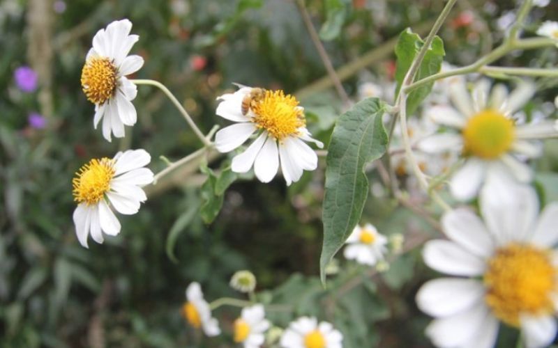 The effects of white wild sunflowers