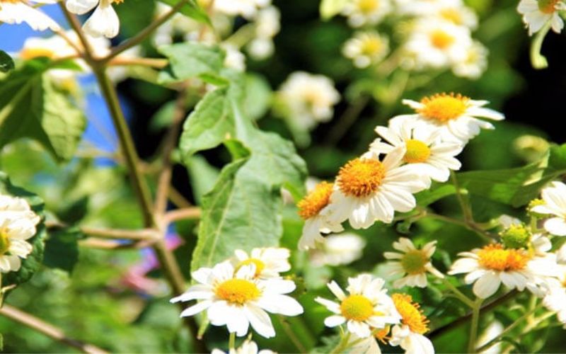 How to grow white wildflowers at home