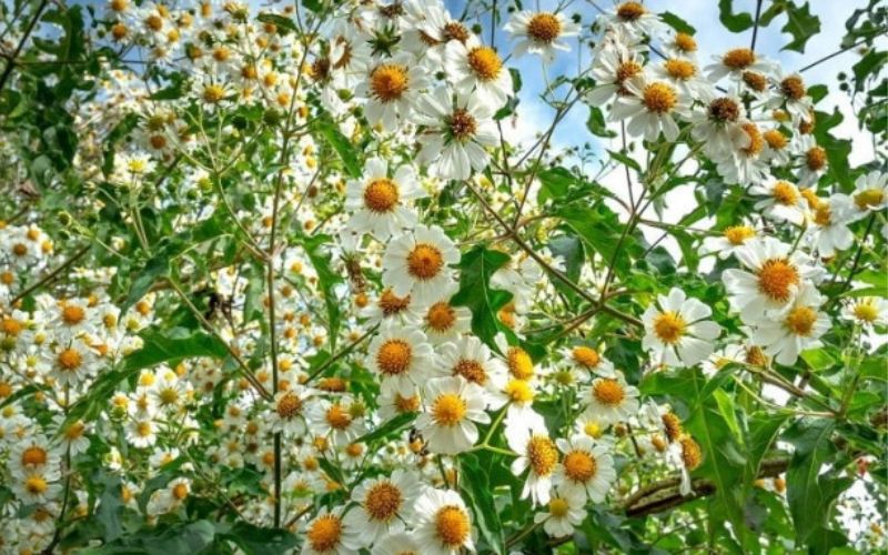 How to care for white wildflowers