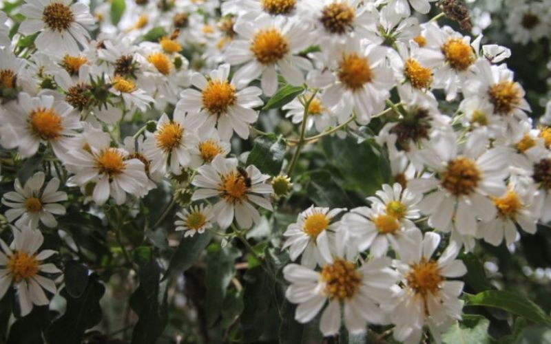 Lưu ý khi trồng và chăm sóc hoa dã quỳ trắng