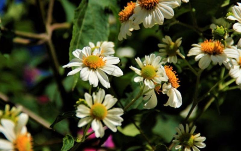 Pictures of white wild sunflowers