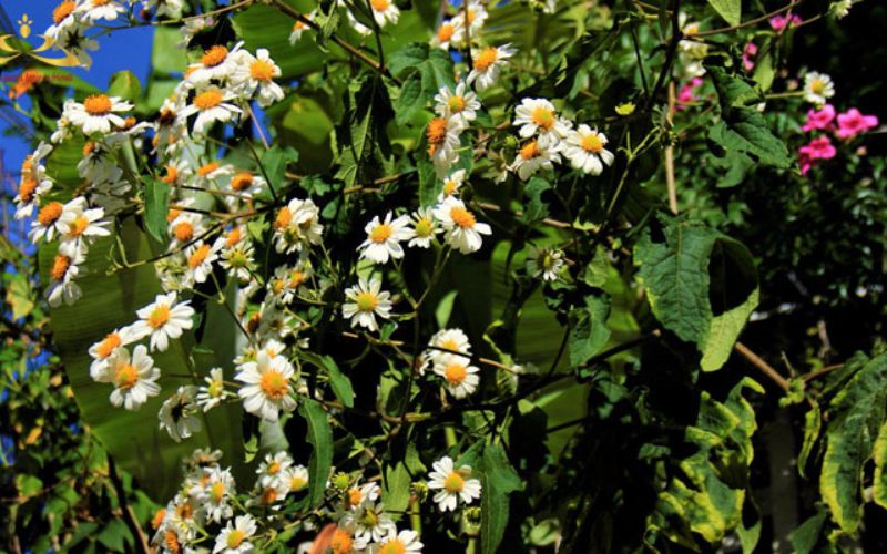 Beautiful white wildflowers