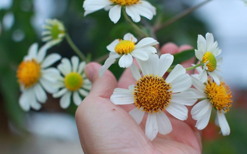 The beauty of white wild sunflowers