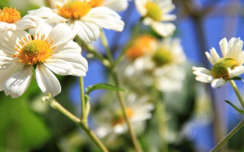 White wild sunflowers